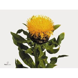 Freshy Centaurea Cornflower “Macrocephala” Organic | Colour: Yellow | Length ± 70 centimeter | Per 10 stems fresh flowers