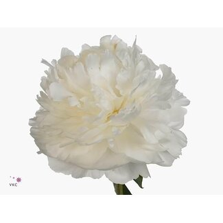 Freshy Paeonia Peony L “M O Barrington” | Colour: White | Length ± 60 centimeter | Per 10 fresh peonies