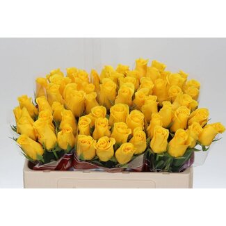 Freshy Roses “Momentum” | Colour: Yellow | Length ± 50 centimetre | Per 20 roses