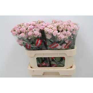 Freshy Dutch spray rose “Leila” | Colour: Purple | Length ± 80 centimetre | Per 10 fresh roses