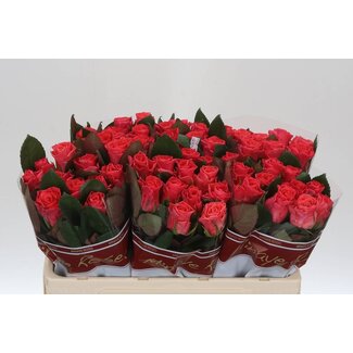 Freshy Roses “Pink Tacazzi” | Couleur: Rose | Longueur ± 50 centimeter | Par 20 roses