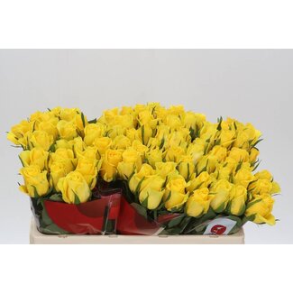 Freshy Roses “Moonwalk” | Colour: Yellow | Length ± 50 centimetre | Per 20 roses