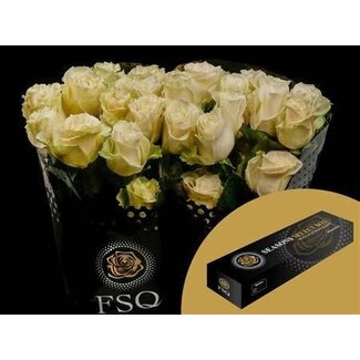 Freshy Large-flowered Rose “Mondial” | Colour: White | Length ± 50 centimeter | Origin Ecuador | Per 25 fresh roses