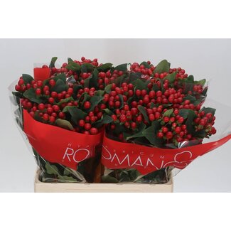 Freshy Hypericum Millepertuis “True Romance” | Couleur: Rouge | Longueur ± 60 centimeter | Par 25 tiges fleurs fraîches