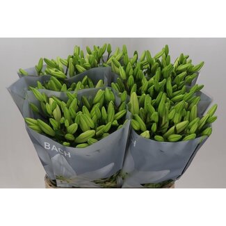 Freshy Lis Longiflorum x Lis asiatique Aqua “Bach” | Couleur : Blanc | Longueur ± 90 centimeter | Par 10 tiges de fleurs fraîches