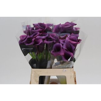 Freshy Zantedeschia Calla “Durban” | Couleur: Violet | Longueur ± 60 centimeter | Par 10 fleurs fraîches