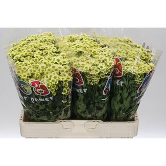 Freshy Chrysanthemum Chrysanthemum Santini “Mad Nyaka Creme” | Colour: Yellow | Length ± 55 centimetre | Per 25 stems fresh flowers