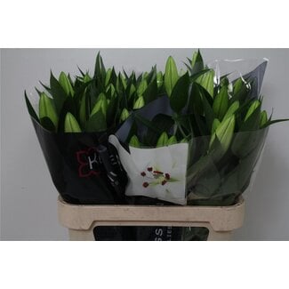 Freshy Lelie Oriental Aqua White Passion