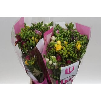 Freshy Freesia dubbel Gemengd