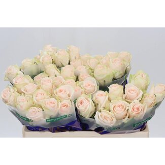 Freshy Roses “Wedding” | Couleur: Blanc Rose | Longueur ± 50 centimeter | Par 20 roses