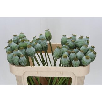 Freshy Papaver Somniferum Slaapbol Zaaddoos | Kleur: Groen | Lengte ± 65 centimeter | Per 20 takken