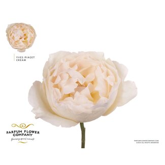 Freshy Roses Meilland Cream “Yves Piaget” | Colour: Cream | Length ± 50 centimetre | Per 12 roses
