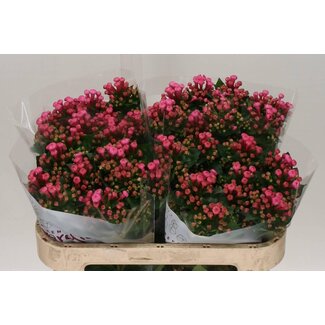 Freshy Enkelbloemige Bouvardia “Roy Roza” | Kleur: Roze | Lengte ± 70 centimeter | Per 10 verse bloemen