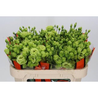 Freshy Eustoma Lisianthus Gefüllt “Rosan Bright Green” | Farbe: Grün | Länge ± 70 centimeter | Pro 10 Stiele frische Blumen