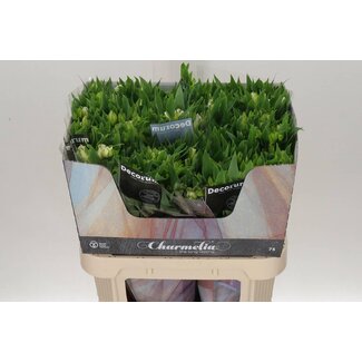 Freshy Alstroemeria Fl “Charme White” | Colour: White | Length ± 75 centimetre | Per 10 stems fresh flowers