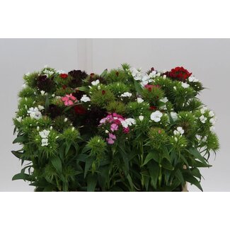 Freshy Gypsophila Mixed | Colour: Mixed Colours | Length ± 60 centimetre | Per 50 fresh flowers
