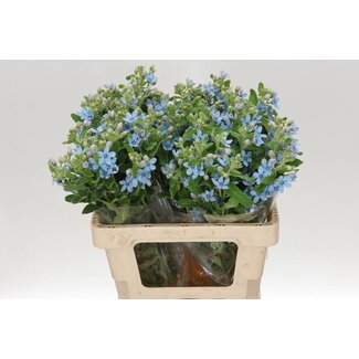 Freshy Oxypetalum Coeleste Tanacetum “Pure Blue” | Kleur: Blauw | Lengte ± 55 centimeter | Per 20 verse bloemen