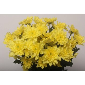 Freshy Spray chrysanthemum Chrysanthemum “Pina Colada Yellow” | Colour: Yellow | Length ± 70 centimetre | Per 10 stems fresh flowers