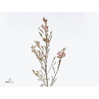 Freshy Chamelaucium Waxflower “Maya” | Kleur: Wit | Lengte ± 60 centimeter | Per 25 verse bloemen
