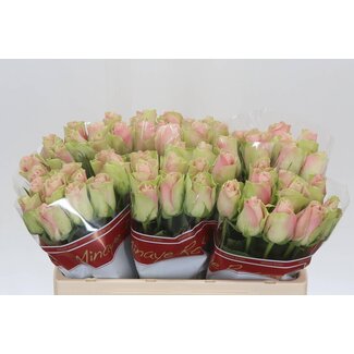 Freshy Roses “La Belle” | Couleur: Rose | Longueur ± 50 centimeter | Par 20 roses