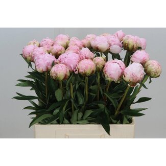 Freshy Paeonia Peony L “Pillow Talk” | Colour: Purple Pink | Length ± 60 centimeter | Per 10 fresh peonies