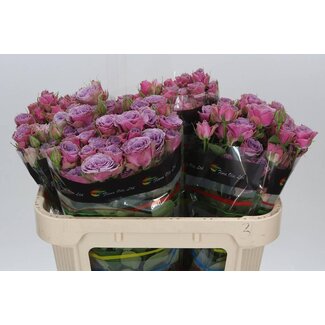Freshy Trosroos “Purple Sky” | Kleur: Paars | Lengte ± 70 centimeter | Per 10 verse rozen
