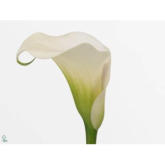 Freshy Zantedeschia Calla “Captain Ventura” | Couleur: Blanc | Longueur ± 65 centimeter | Par 10 fleurs fraîches