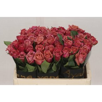 Freshy Roses “Barista” | Colour: Pink Red | Length ± 50 centimetre | Per 20 roses