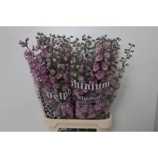 Freshy Delphinium “Dewi Melody” | Kleur: Paars | Lengte ± 100 centimeter | Per 10 stelen verse bloemen