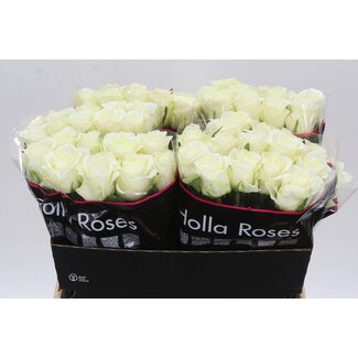Freshy Roses “Mont Royal” | Colour: White | Length ± 60 centimeter | Per 20 roses