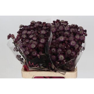 Freshy Astrantia "Star Of Love" | Colour: Purple Red | Length ± 60 centimetre | Per 25 fresh flowers
