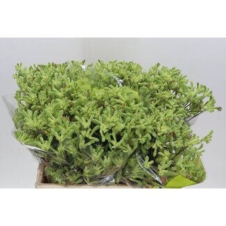 Freshy Anigozanthos Kangaroo Paw Green | Colour: Mixed Colours | Length ± 60 centimetre | Per 20 fresh flowers
