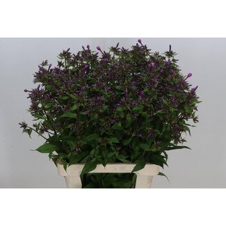 Freshy Dutch Phlox “Miss Molly” | Colour: Purple | Length ± 70 centimetre | Per 20 fresh flowers