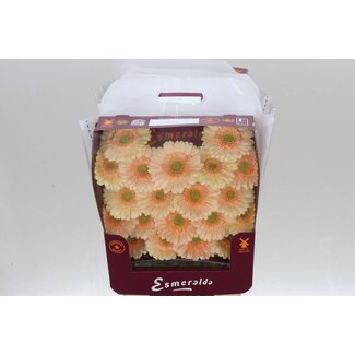 Freshy Germini Mini Gerberas Aqua “Moët” | Colour: Orange | Length ± 45 centimeter | Per 20 fresh flowers