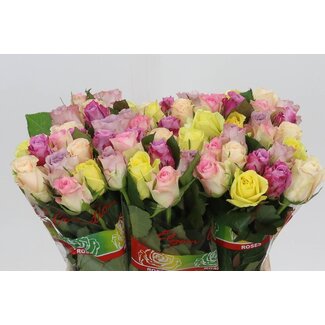 Freshy Bouquet Roses “Pastel Mélangé” | Couleur: Couleurs mélangées | Longueur ± 40 centimètre | Par 20 roses