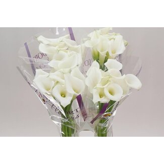 Freshy Zantedeschia Calla “White Art” | Colour: White | Length ± 80 centimeter | Per 10 fresh flowers