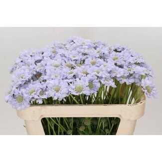 Freshy Scabiosa Caucasica “Lisa” | Colour: Blue | Length ± 65 centimetre | Per 20 fresh flowers