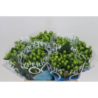 Freshy Hypericum “Coco Bamboo” | Colour: Green | Length ± 40 centimetre | Per 20 stems