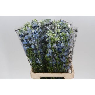 Freshy Delphinium “Ballkleid” | Kleur: Blauw | Lengte ± 70 centimeter | Per 10 stelen verse bloemen