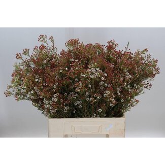 Freshy Chamelaucium Waxflower “Maya” | Kleur: Wit | Lengte ± 60 centimeter | Per 50 verse bloemen