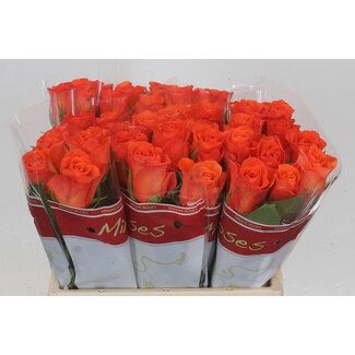 Freshy Roses “Orange Wave” | Couleur: Orange | Longueur ± 40 centimeter | Par 20 roses