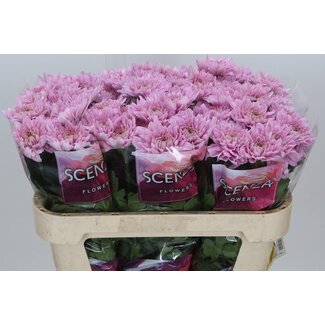 Freshy Deco Chrysanthemum Chrysanthemum “Kalimba” | Colour: Purple | Length ± 70 centimeter | Per 20 fresh flowers