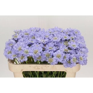 Freshy Scabiosa “Midsummer Sky” | Colour: Blue | Length ± 65 centimetre | Per 20 fresh flowers