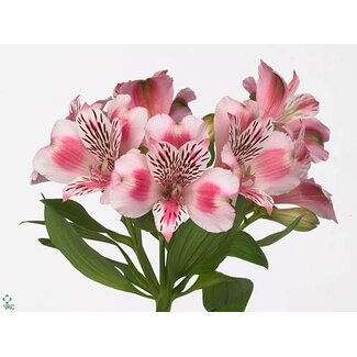 Freshy Short Alstroemeria “Panorama” | Colour: Pink | Length ± 60 centimeter | Per 20 stems fresh flowers