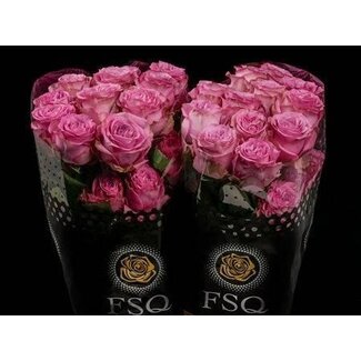 Freshy Rose à grandes fleurs “Queen's Crown” | Couleur: Rose | Longueur ± 50 centimeter | Origine Équateur | Par 20 roses fraîches