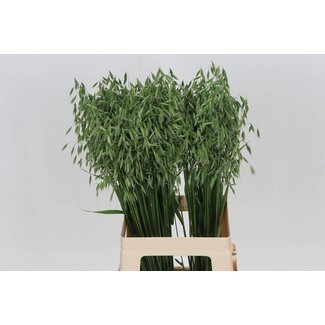 Freshy Avena Sterilis Large Oat | Colour: Green | Length ± 75 centimetre | Per 50 stems