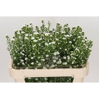 Freshy Aster “Paquita” | Farbe: Weiß | Länge ± 70 centimeter | Pro 25 Stiele frische Blumen