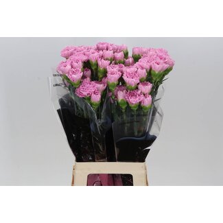 Freshy Long Carnation “Clearwater” | Colour: Pink | Length ± 70 centimeter | Per 20 fresh flowers