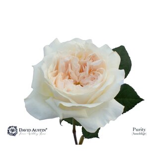 Freshy Rozen David Austin “Purity” | Kleur: Wit | Lengte ± 50 centimeter | Per 12 rozen