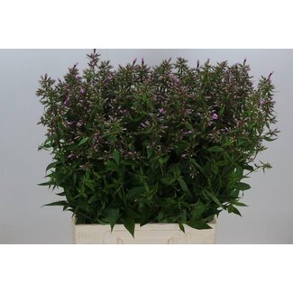 Freshy Phlox hollandais Vlambloem “Pink Eyes” | Couleur: Rose | Longueur ± 70 centimeter | Par 20 fleurs fraîches